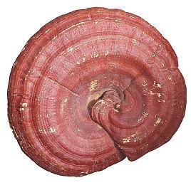 《十字军之王3》新事件包“朋友与敌人” 9月8日发售